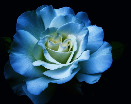 Bleu Rose - mood, bleu, rose, romance, love, petals