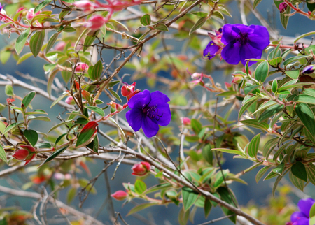 Venezuelan Flowers - venezuelan, flowers, purple, beautiful