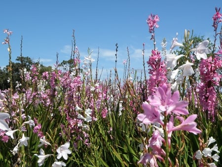 Lovely roadside flowers - white, flowers, pink, roadside