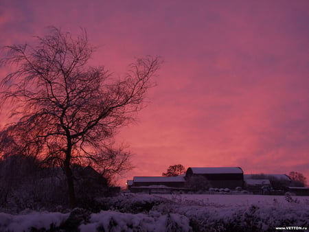 Sunset Purple Winter - purple, sky, trees, red, snow, winter, sunset