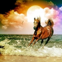 Horse on a beach