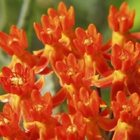 flowers in orange colours