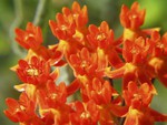 flowers in orange colours