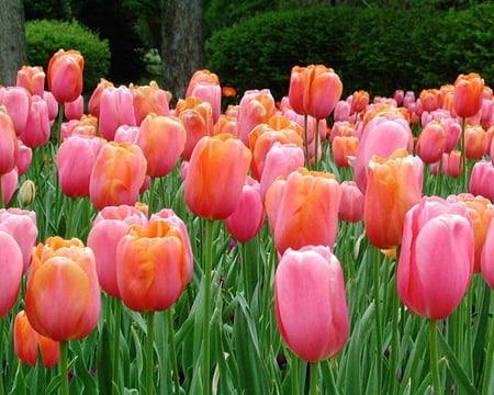 Tulips - tulip, garden, flower, pink