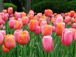 Tulips