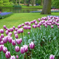 Tulips Garden