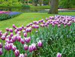 Tulips Garden