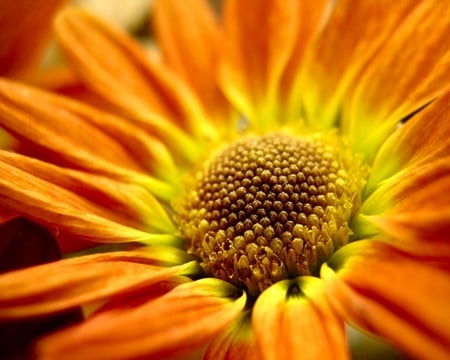 sunflower - sunflower, nature, blossom, orange, flower