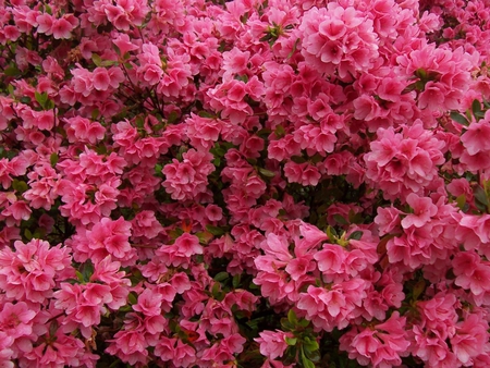 pink flowers - garden, flower, pink, nature