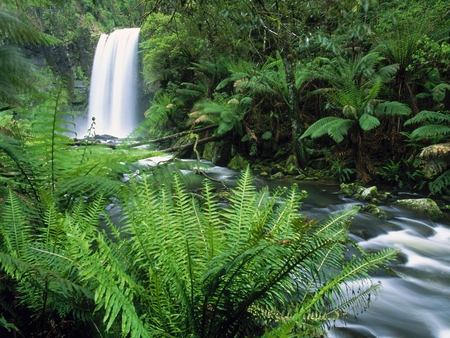 Otway Ranges - ranges, waterfalls, otway, ferns