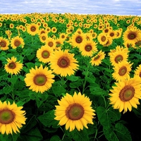 sunflowers field