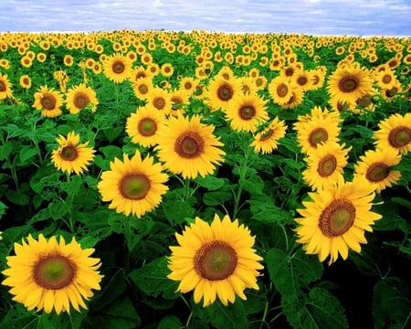 sunflowers field - sunflowers, yellow, leaves, garden