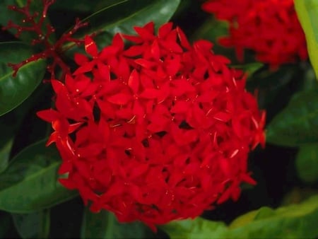 red Asoka - asoka, nature, red, leaves, garden, flower