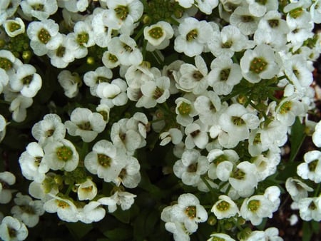 white flowers - flowers, white, nature, garden, leaves