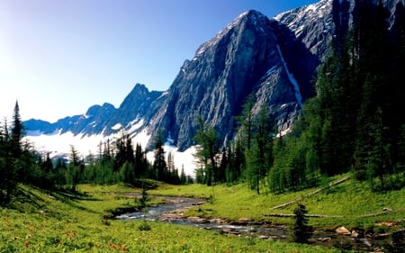 MOUNTAIN STREAM - stream, blossoms, pines, mountain, snow, grass