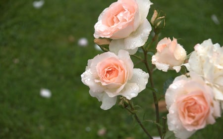 Salmon Roses - roses, flower, lovely, salmon