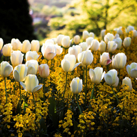 spring-tulips