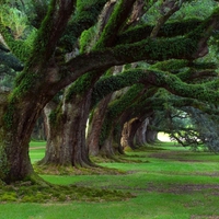 green trees