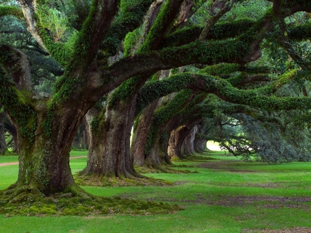 green trees - nature, trees, park, green, grass, old, path