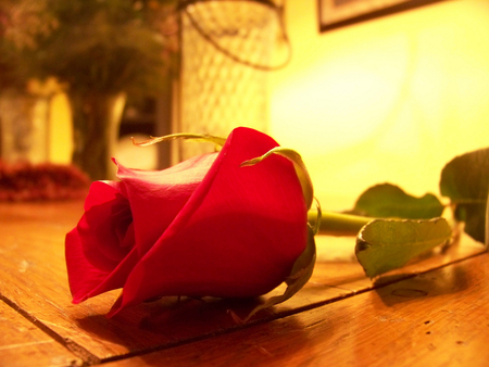 Red Beauty - beauty, still life, rose, red