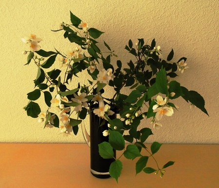 jasmine - flowers, vase, jasmine, still life