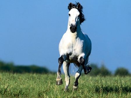 horse galloping in the meadow - horses, meadows, galloping, horse