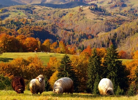 Romania - Rucar - Bran - bran, rucar, mountains, romania