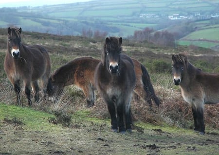 exmore ponies - horses, wild horses, ponies, wild ponies