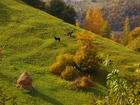 Romania - Rucar - Bran - bran, mountains, romania, rucar