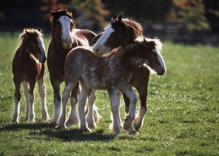 wild horses nuzzling - nuzzling, wild horses, horses