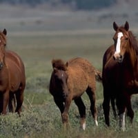 wild horses on the plains