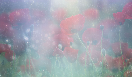 Rain on Poppies - stars, rain, light, summer, spring, mist, bright, red, fog, flowers, faint, firefox persona, poppy