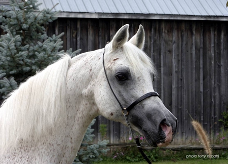 a amurath baikal - horses, pony, horse, horse breeds, ponies