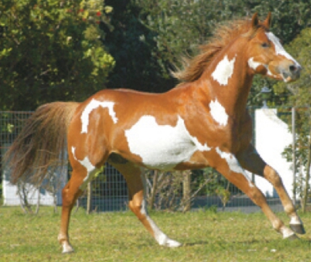 amarican paint horse - paint horse, paint, horse