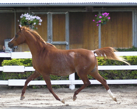 arabian galloping (For Wolfluv4) - galloping, horse, arabian, around