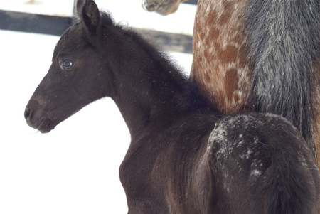 apaloosa snowflakes - foals, horse, horses, snowflakes