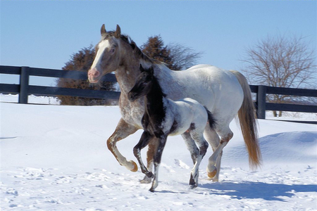 A FOAL AND HER MOM IN THE SNOW - hors, foals, horses, foal