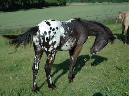 beautiful apaloosa - black and white, apalossa, horse, horses