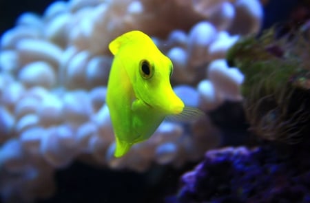 Tropical Fish - fish, reef, tropical, aquarium