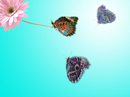 Butterflies - butterfly, colourful butterfly, flower, pink flower