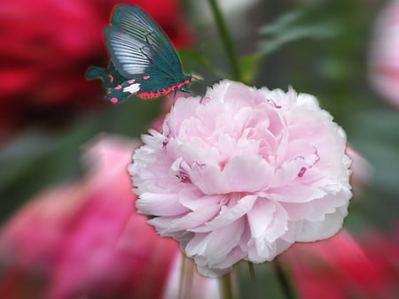 Lovely Peony - flower, pink, buttefly, lovely, peony