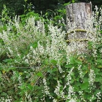 Old fence post