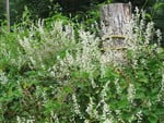 Old fence post