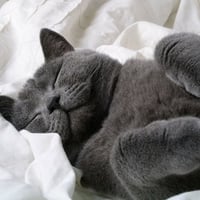 Sleeping Cat