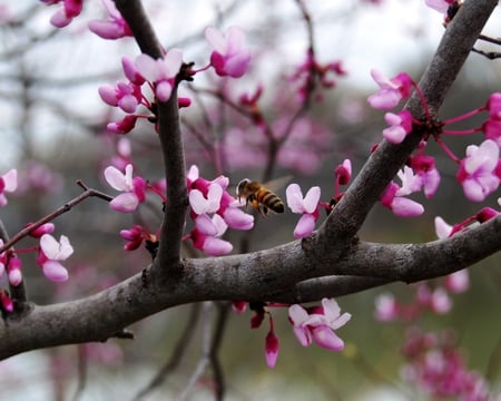 Redbud in bloom....bees can't wait - redbud, bees, trees, in bloom