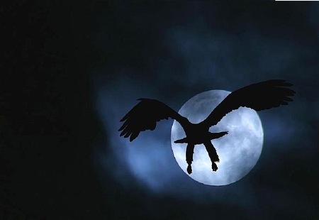 Eagle Night - moon, night fall, eagle, dark