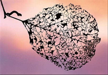 Leaf - leave, nature, shattered, a view behind