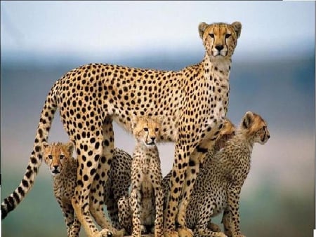 Cheetahs & cubs - cheetah, cubs, cheetah cubs, animals