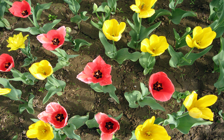 tulip - tulip, flowers, yellow, red