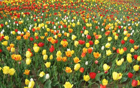 colorful tulip - pretty, flowers, colorful, tulip